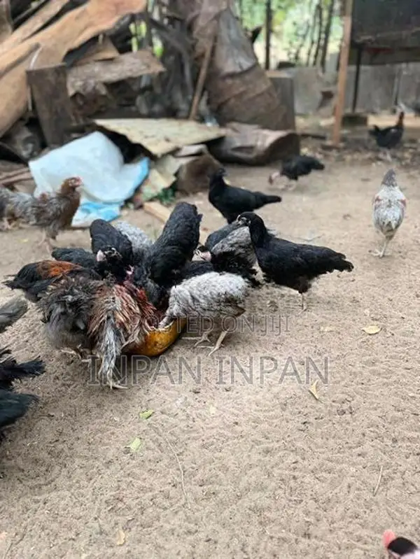 ஊர்க் கோழி
