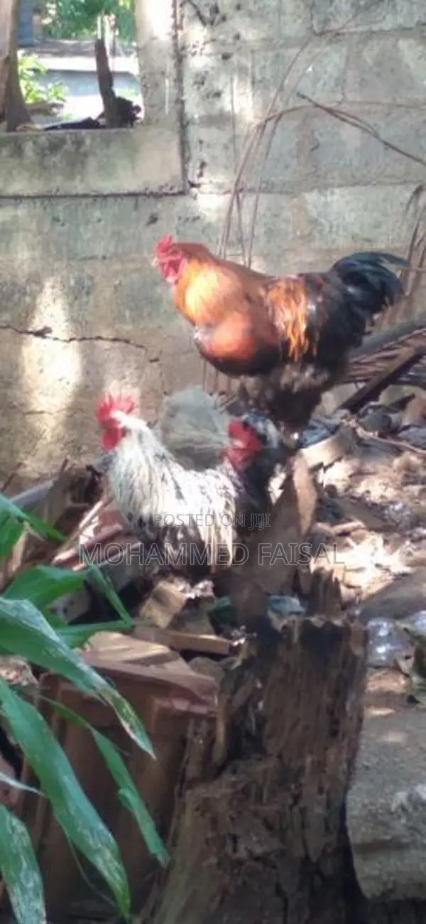Brahma Chicken