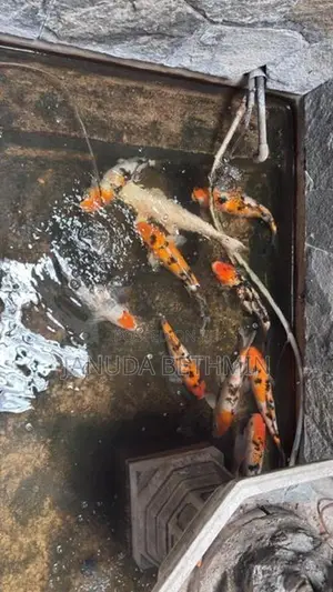 Carp Fish