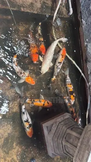 Carp Fish