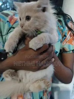 Persian Cat