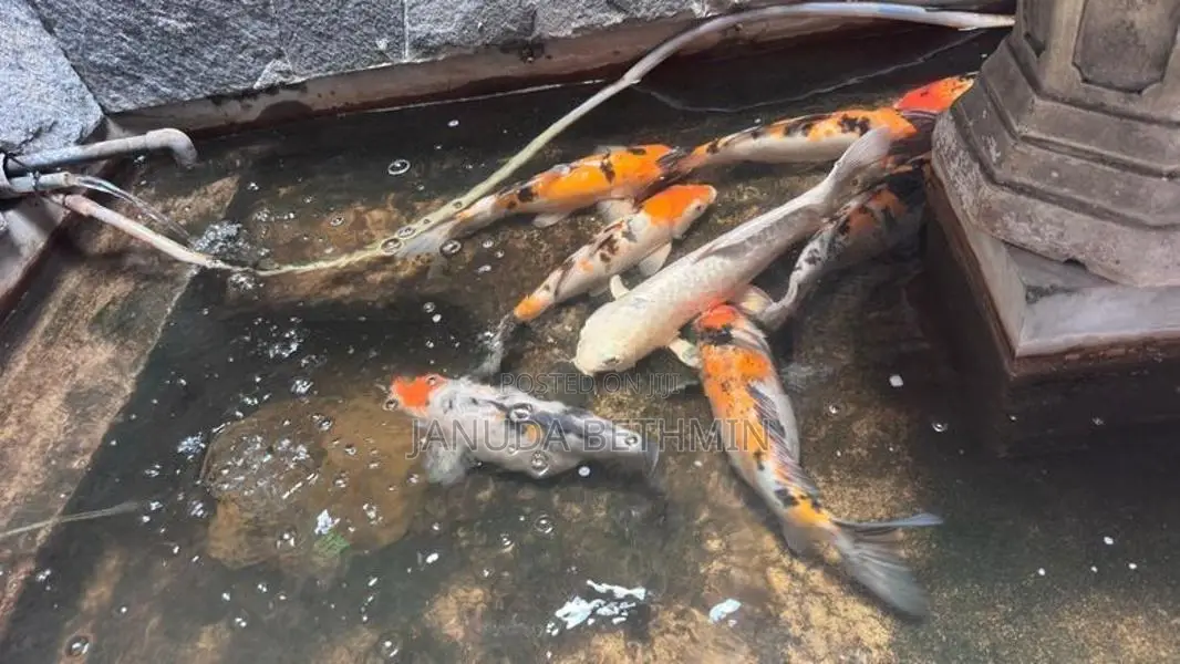 Carp Fish