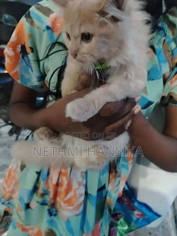 Persian Cat