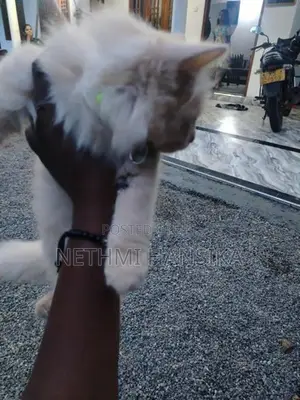 Persian Cat