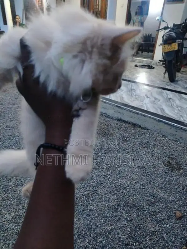 Persian Cat