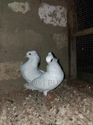 Fancy Pigeon