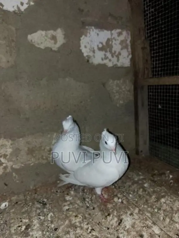 Fancy Pigeon