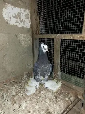 Fancy Pigeon