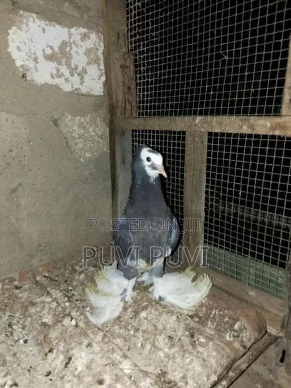 Fancy Pigeon