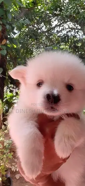 Pomaneriyan Japanese Spitz Puppies