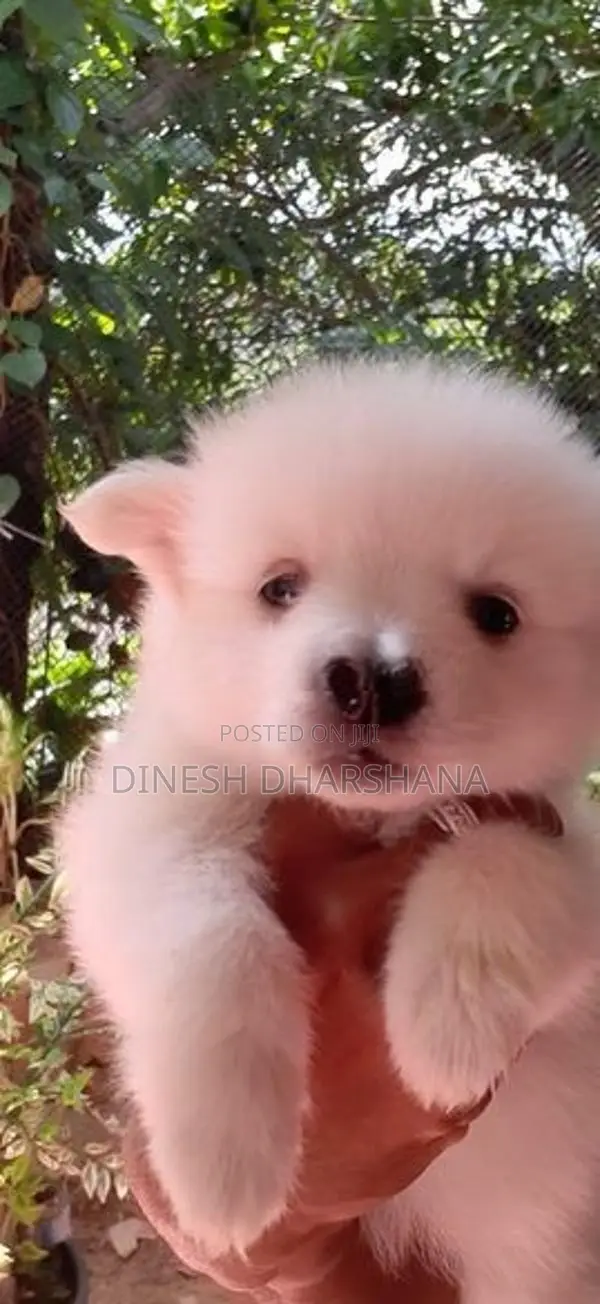 Pomaneriyan Japanese Spitz Puppies