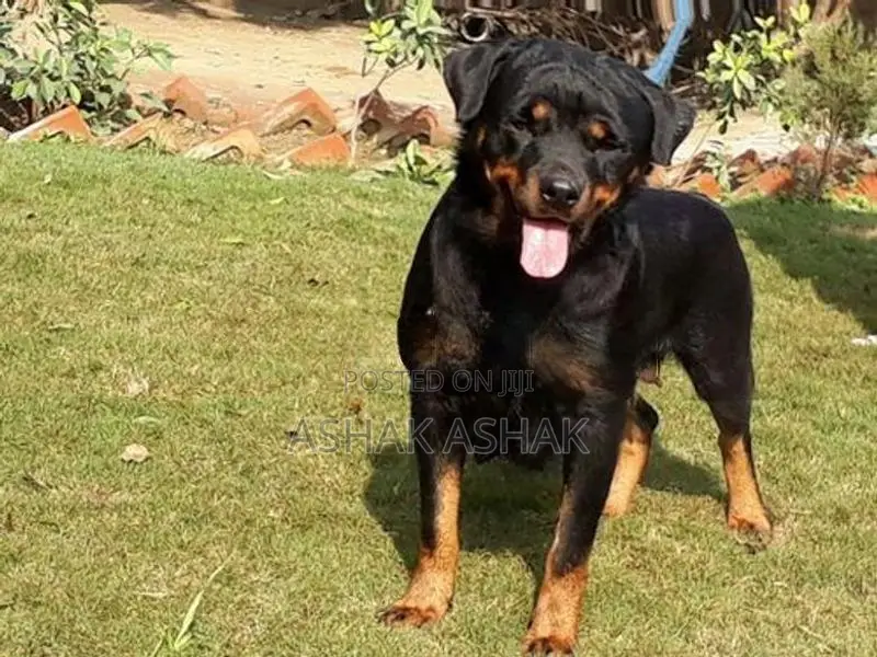 Rottweiler Dog