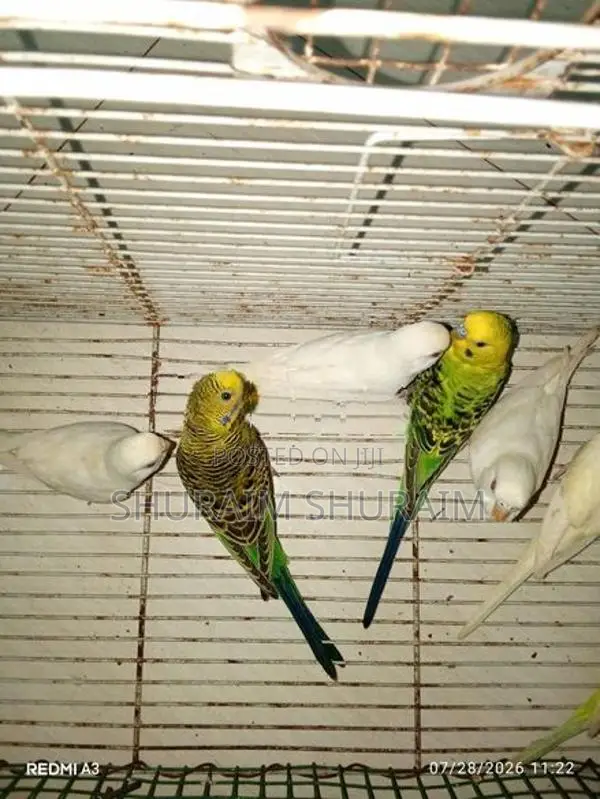Love Birds
