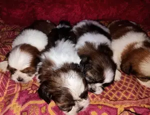 ShihTzu Puppies