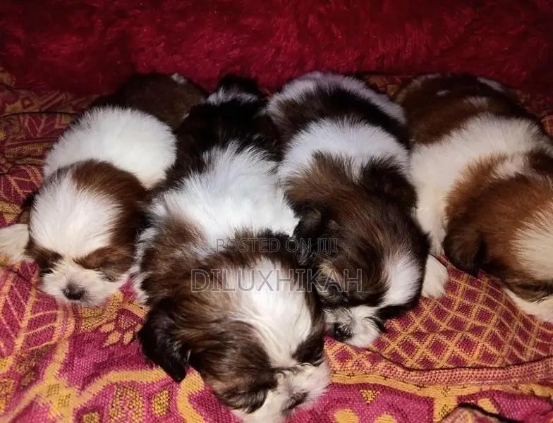 ShihTzu Puppies