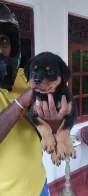 Rottweiler Female Puppy