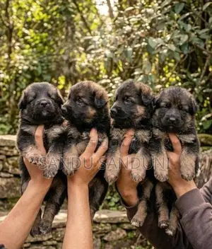 German Sherpad Long Coat Puppy