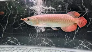 Super Red Arowana