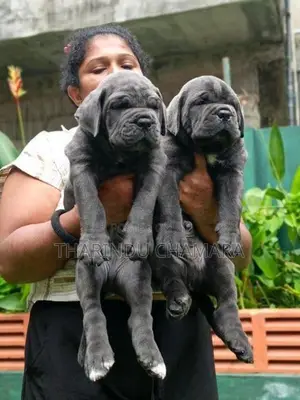 Cane Corso Puppies