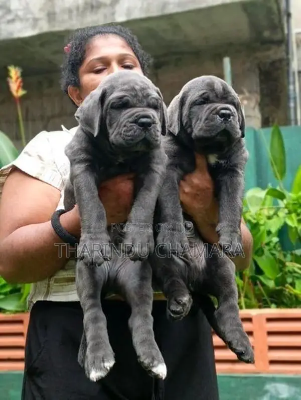 Cane Corso Puppies