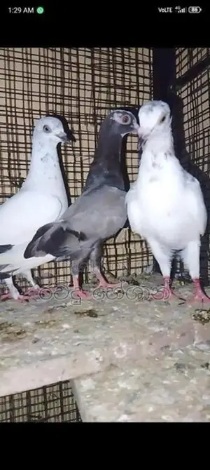 Pigeons