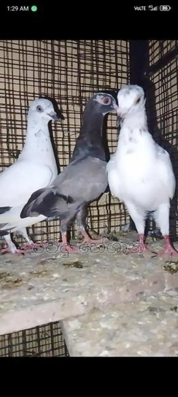 Pigeons