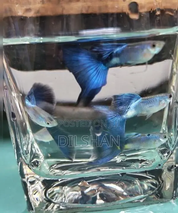 Japanese Blue Guppy