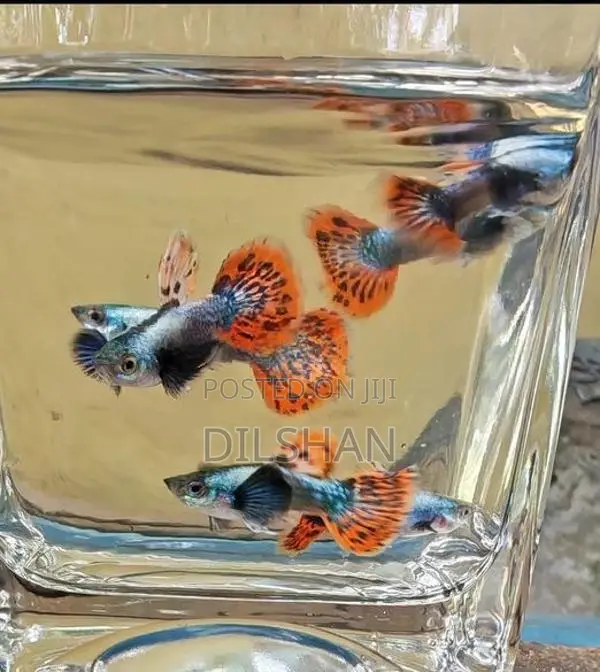 Dombo Mosaic (Big Ear) Guppy