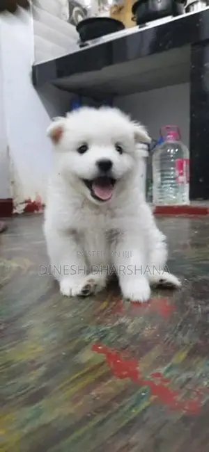 Pomaneriyan Japanese Spitz Puppies