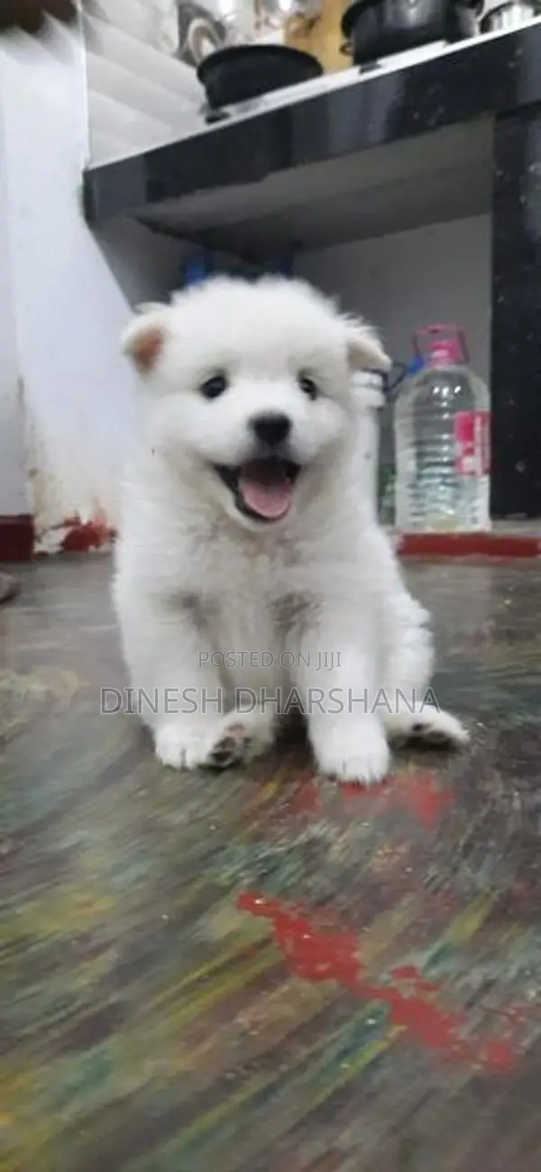 Pomaneriyan Japanese Spitz Puppies