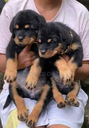 Rottweiler Dog