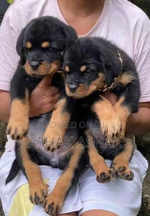 Rottweiler Dog