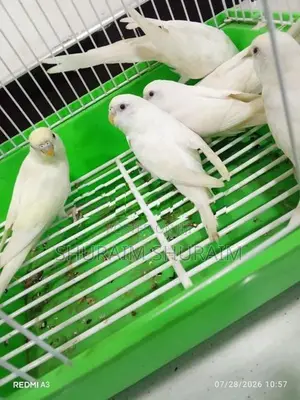Love Birds