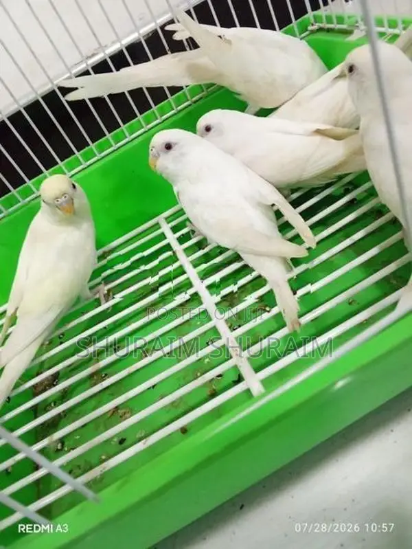 Love Birds