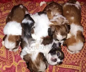 ShihTzu Puppies