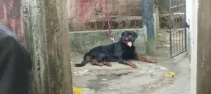Rottweiler Male