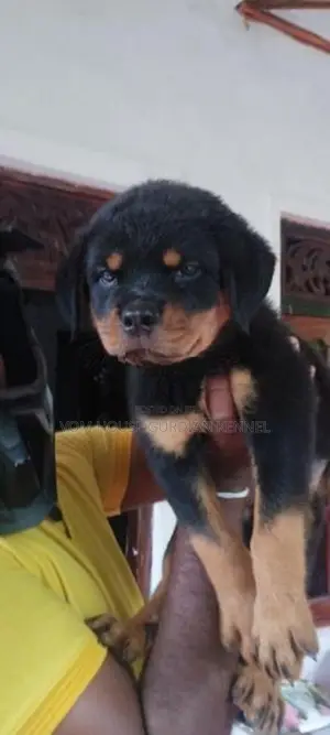 Rottweiler Female Puppy