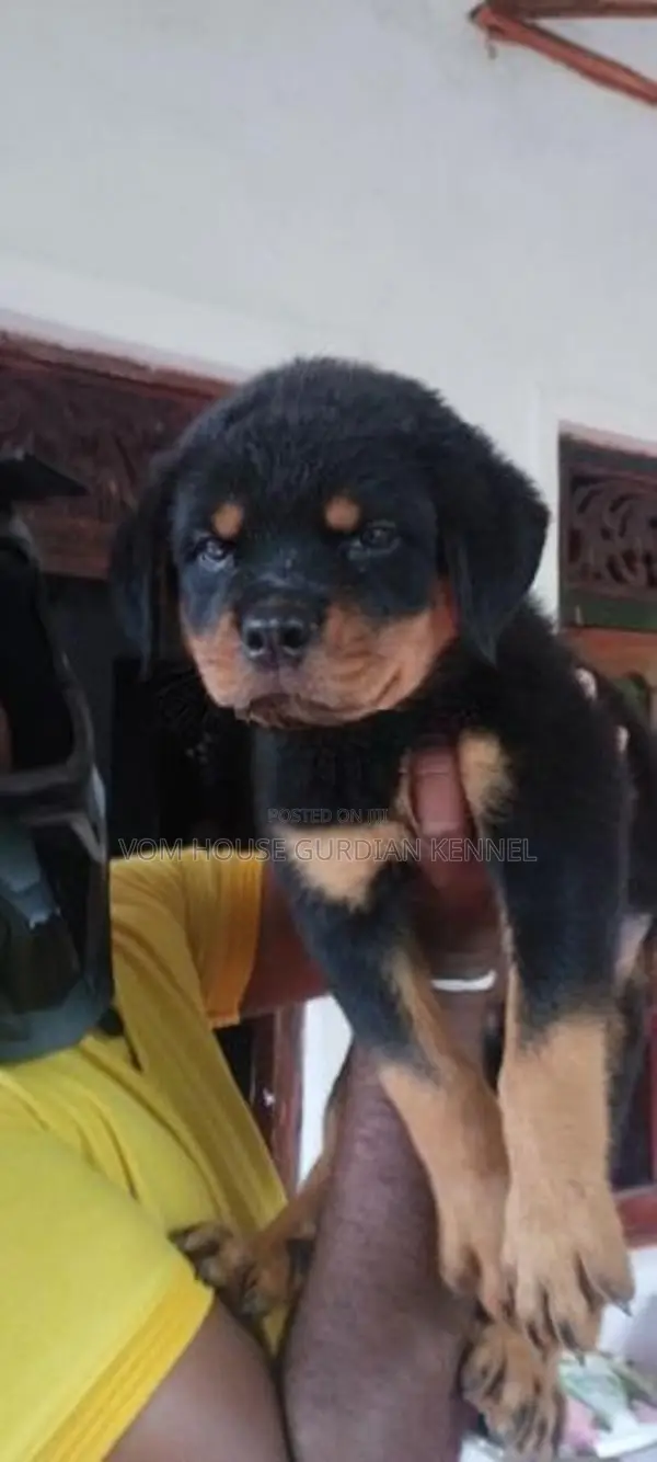 Rottweiler Female Puppy