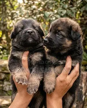 German Sherpad Long Coat Puppy
