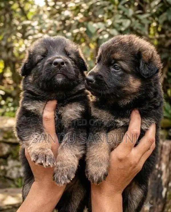 German Sherpad Long Coat Puppy