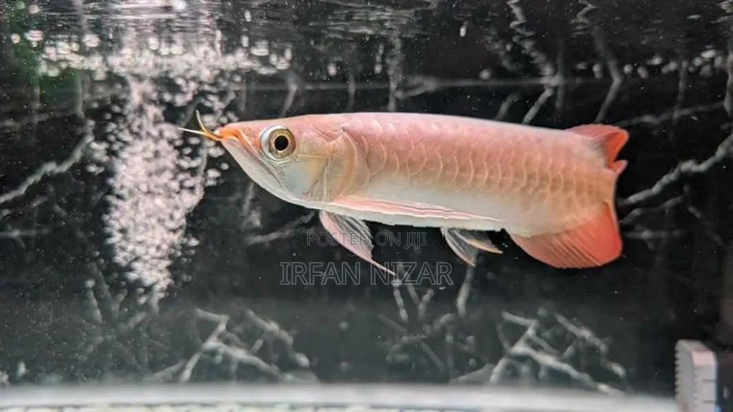 Super Red Arowana