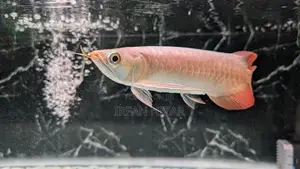 Super Red Arowana