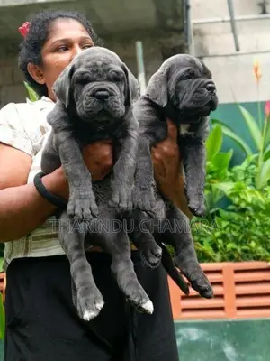 Cane Corso Puppies
