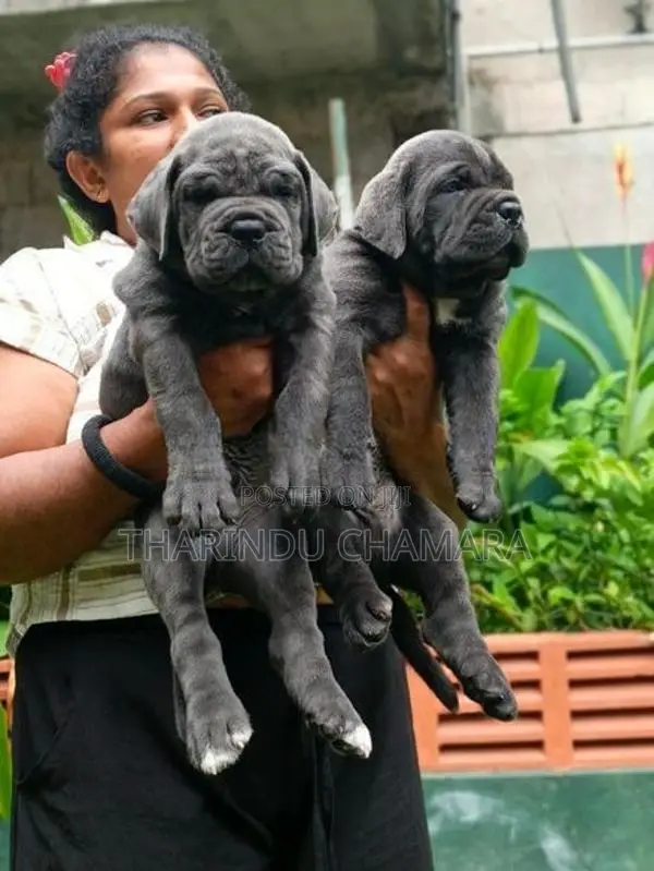 Cane Corso Puppies