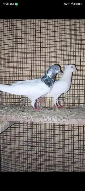 Pigeons