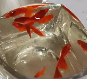 Albino Full Red Guppy