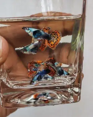 Dombo Mosaic (Big Ear) Guppy