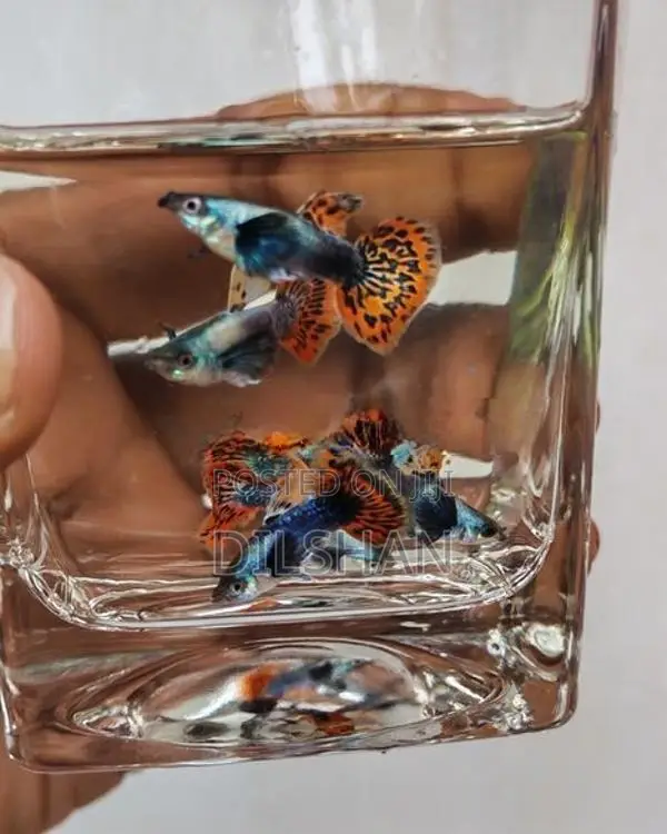 Dombo Mosaic (Big Ear) Guppy