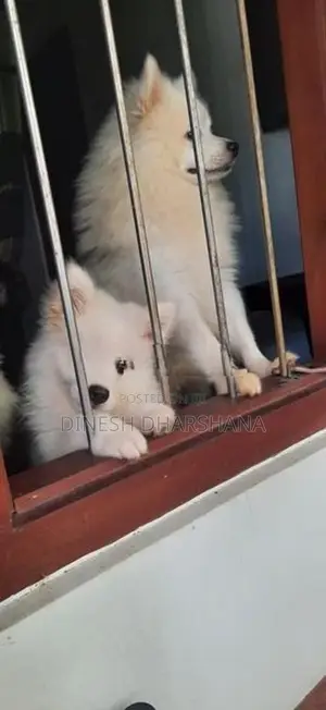 Pomaneriyan Japanese Spitz Puppies