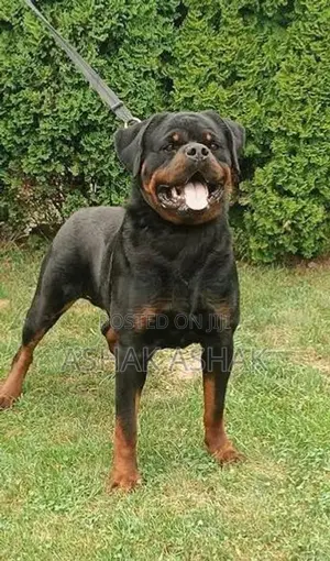 Rottweiler Dog